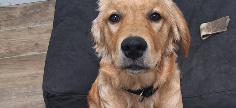 1000027784 - Angéline LECOMTE