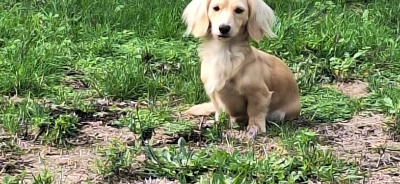 1000027958 - Angéline LECOMTE