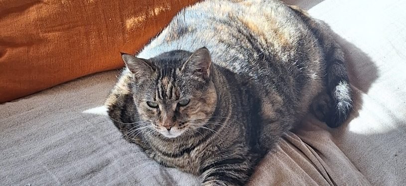 1000028312 - Angéline LECOMTE