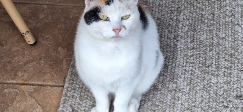 20250908_192133 - Angéline LECOMTE